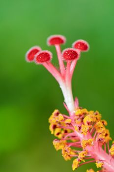 Close up red carpel of the Snowflake Hibiscus ( Hibiscus rosa sinensis )
