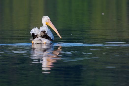 White Pelican (Pelecanus erythrorhynchos) swimming in a lake
