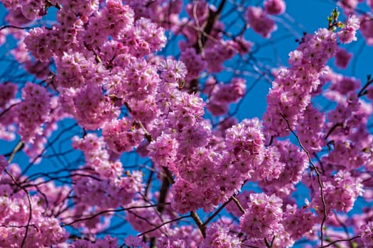 Flowering of an oriental cherry in april