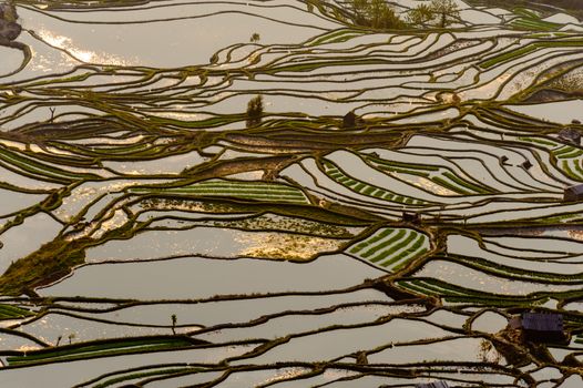 Yuan Yang Rice Terraces - "Tiger Mouth" under the sunset in yunnan province of China.