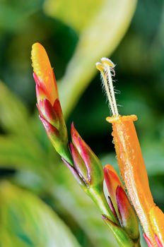 Close up flowers of Sanchezia Speciosa or Sanchezia Nobilis