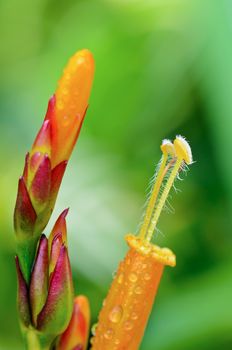 Close up flowers of Sanchezia Speciosa or Sanchezia Nobilis