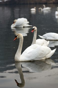 Beautiful white swans floating on the water