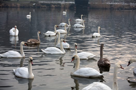 Beautiful white swans floating on the water