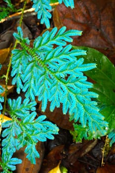 Green leaf of fern in the forest.