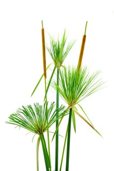 Egyptian papyrus. (Cyperus papyrus L.)