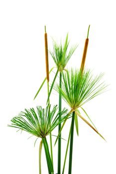 Egyptian papyrus. (Cyperus papyrus L.)
