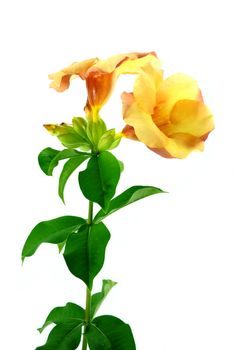 Allamanda or golden trumpet , beautiful yellow flower isolated on white background