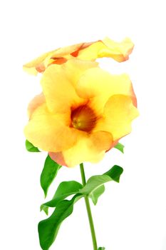 Allamanda or golden trumpet , beautiful yellow flower isolated on white background