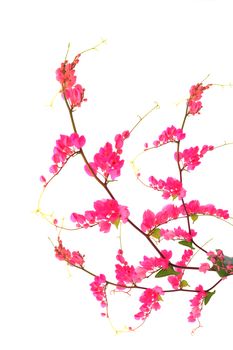 Pink flower on a white background.(Coral Vine, Mexican Creeper, Chain of Love)
