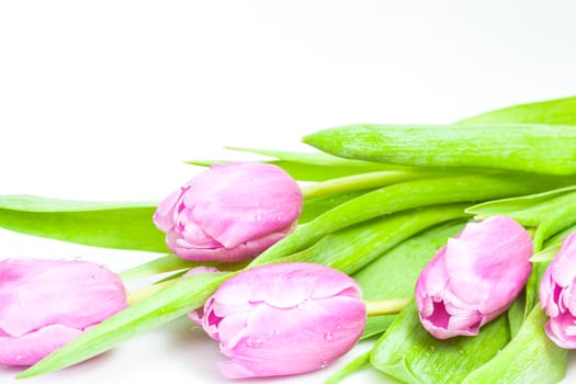Fresh pink tulips on white background with space for text