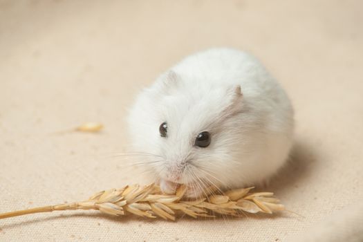 The small hamster eat a seed on sackcloth