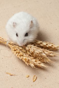 The small hamster eat a seed on sackcloth