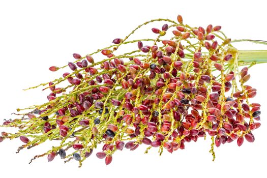 Riped -Palm seed bunch on white background - Phoenix roebelenii