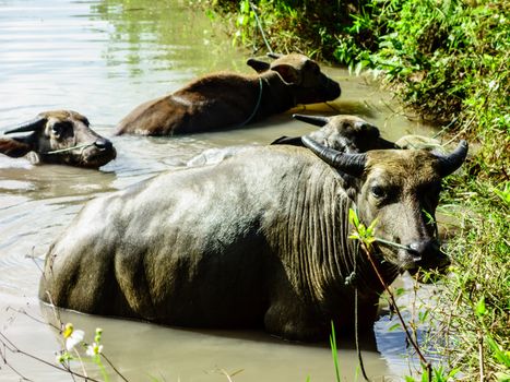 group of buffalo in water