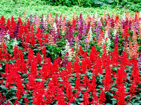 colorful flower in tropical garden