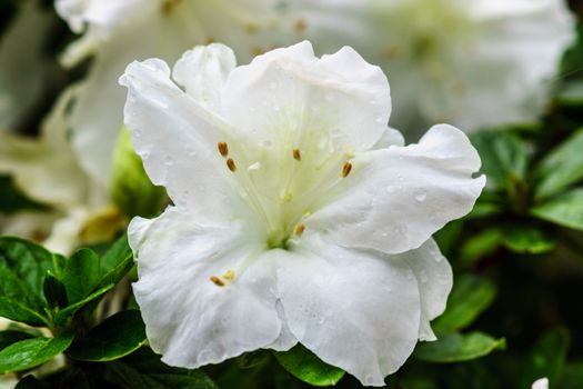 white flower in tropical garden,shallow focus