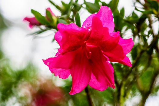 pink flower in tropical garden,shallow focus