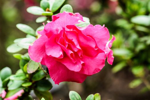 pink flower in tropical garden,shallow focus