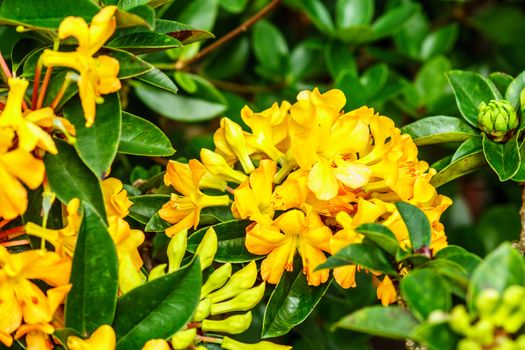 yellow flower in tropical forest,shallow focus