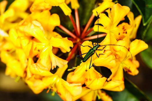 green insect on yellow flower in tropical forest,shallow focus