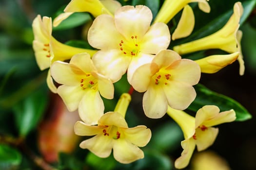 yellow flower in tropical forest,shallow focus