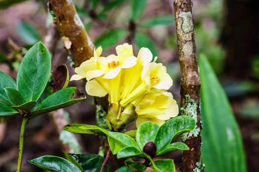 yellow flower in tropical forest,shallow focus