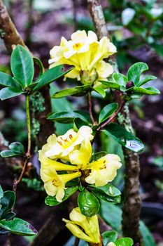 yellow flower in tropical forest,shallow focus