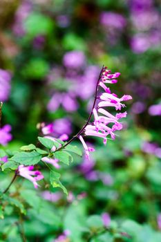 small pink flower in the garden,shallow focus