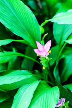 pink patumma flower in tropical forest,shallow focus