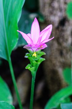 pink patumma flower in tropical forest,shallow focus