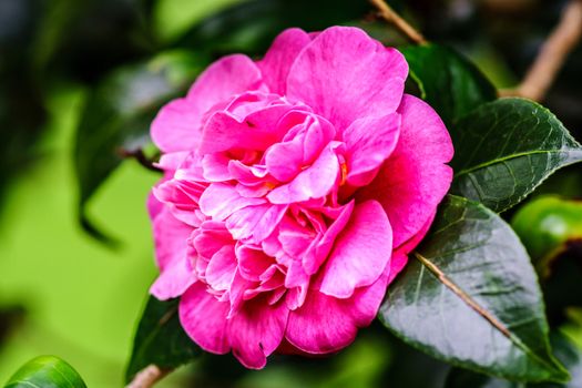 pink flower in tropical garden,shallow focus