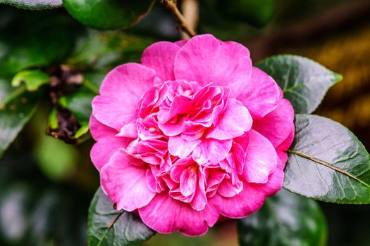 pink flower in tropical garden,shallow focus