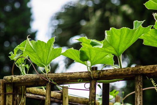 leaf of climber in tropical garden,shallow focus