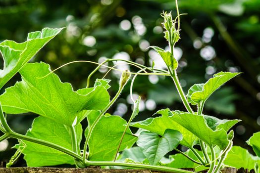 leaf of climber in tropical garden,shallow focus