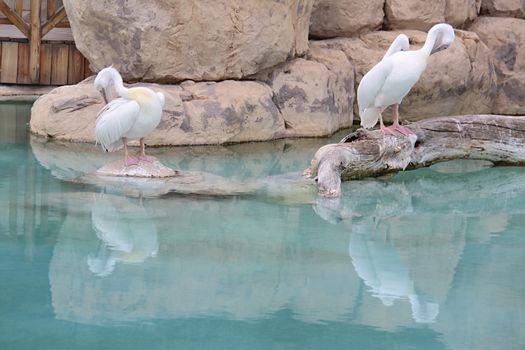 Photo of Oceanographic Parc, Valencia made in the late Summer time in Spain, 2013