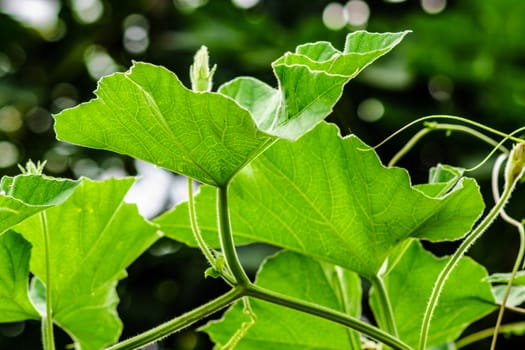 leaf of climber in tropical garden,shallow focus