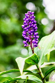 beautiful purple flower in tropical garden