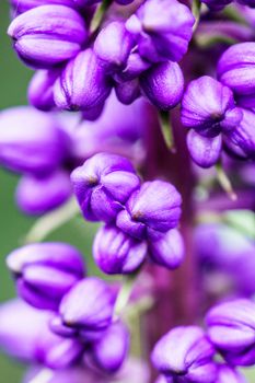 group of small purple flower intropical garden,shallow focus