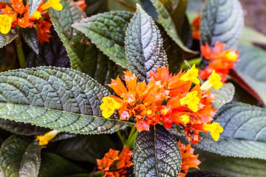 group of small yellow and orange flower intropical garden