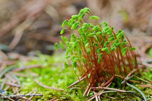 Photo shows green flowers in the wood.