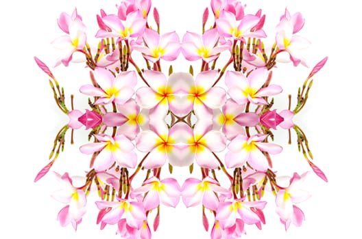 Blossom pink Plumeria flower, isolated on a white background