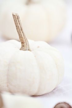 Beautiful table decorations of white pumpkins with extreme shallow depth of field.