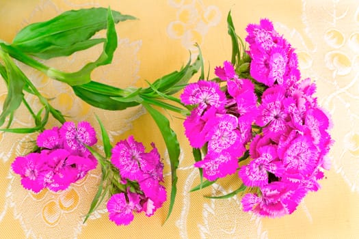 Beautiful bright pink flowers of a carnation. Are presented by a close up on a table against a silk cloth.