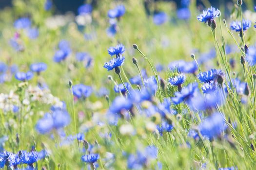 Cornflowers on the Meadow at Spring