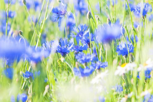 Cornflowers on the Meadow at Spring