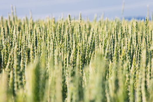 Field Of Wheat with Ripening Green Ears