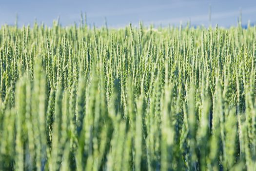 Field Of Wheat with Ripening Green Ears