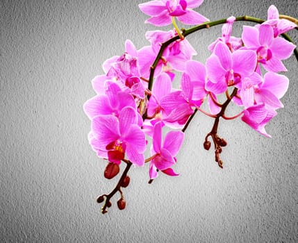 Pink orchid flowers on a pastel background