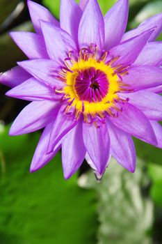 close up of Pink lotus flower on water